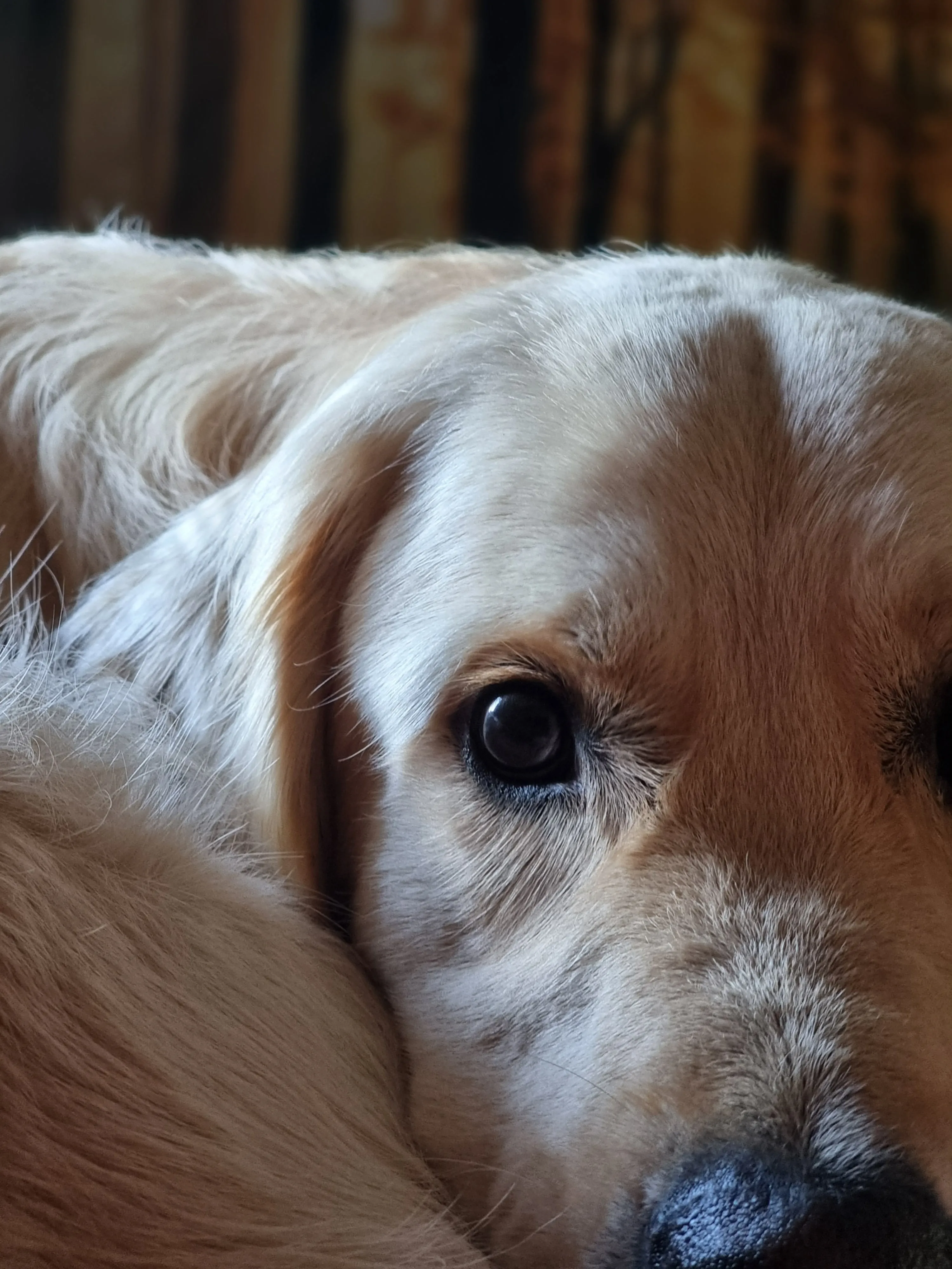 Close-up of a dog's eye with a blurred background (Bentley)
