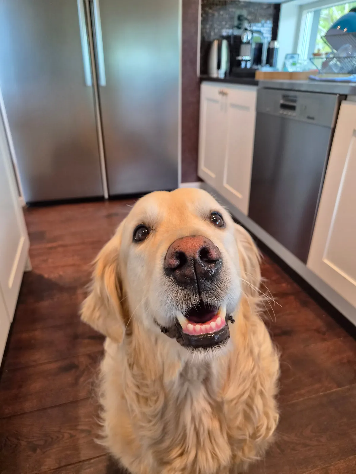Dog looking up at the camera in a kitchen