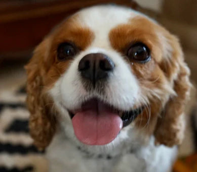 Dog with a happy expression, tongue out, in a home setting