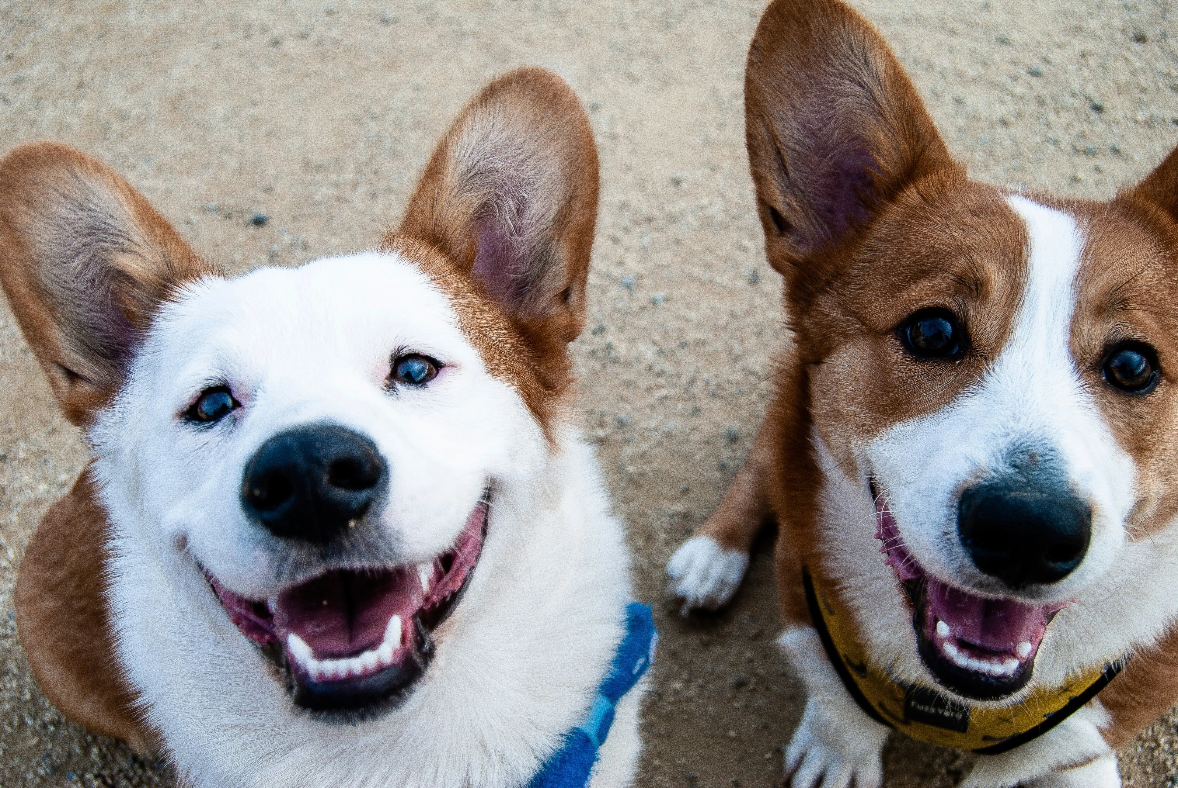 Two happy dogs with white and brown fur, wearing collars, on a concrete surface.